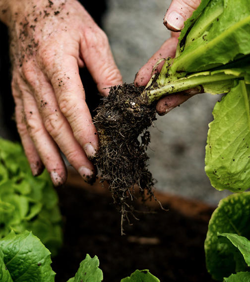 About Our Restaurant