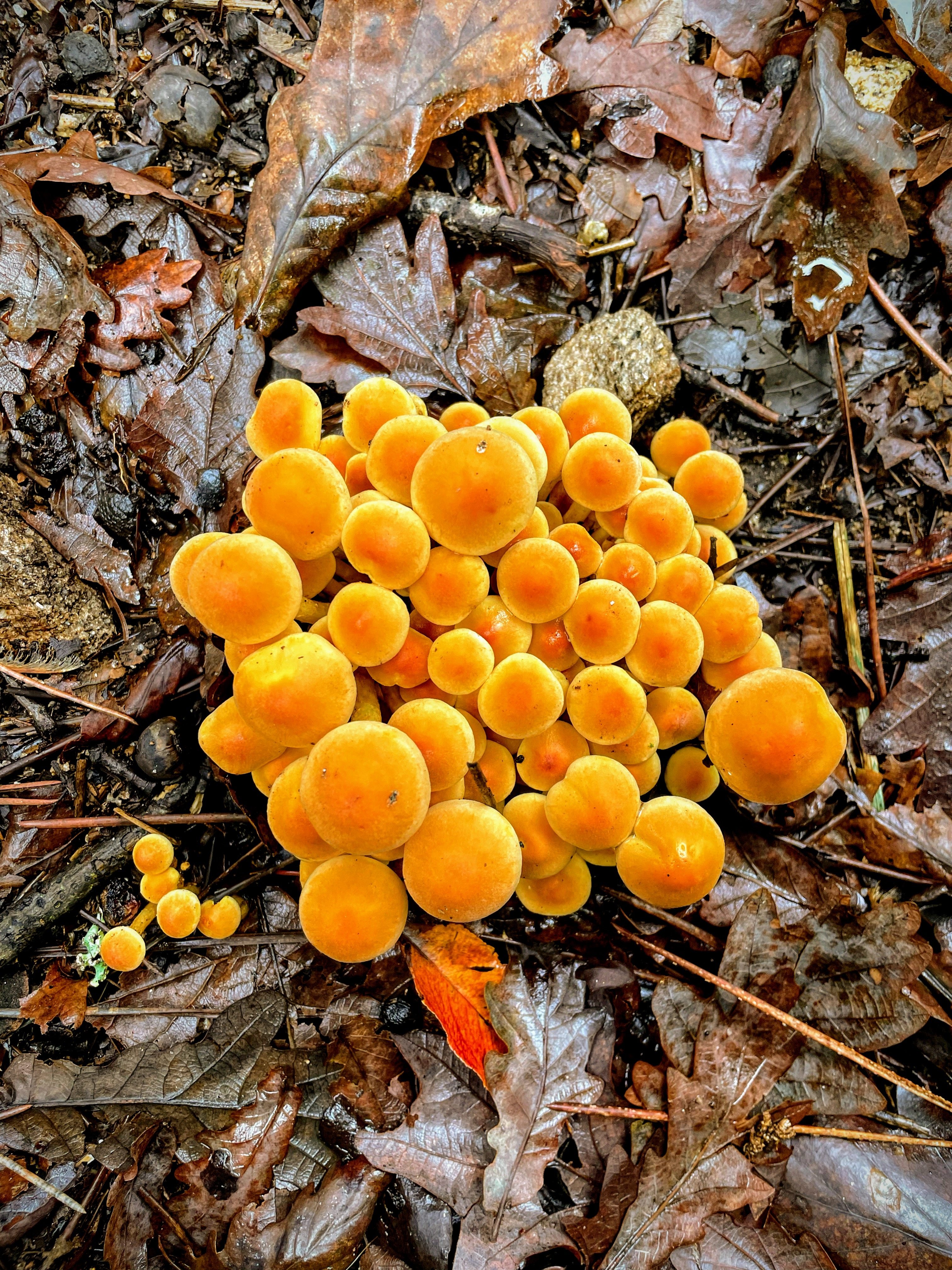 DoseCerta - Food & Wellness